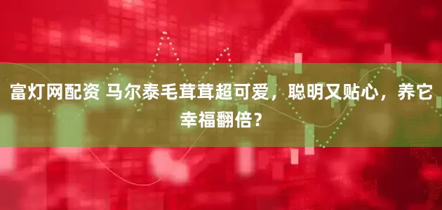 富灯网配资 马尔泰毛茸茸超可爱，聪明又贴心，养它幸福翻倍？